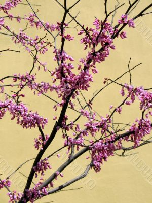 Cherry tree