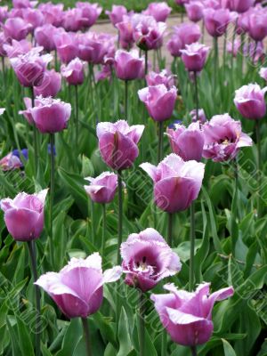 Tulips