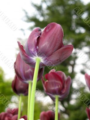 Tulips