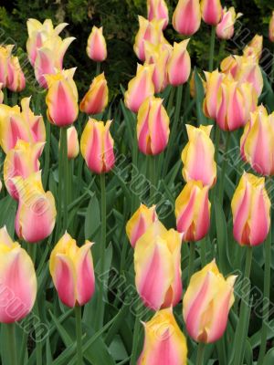 Tulips