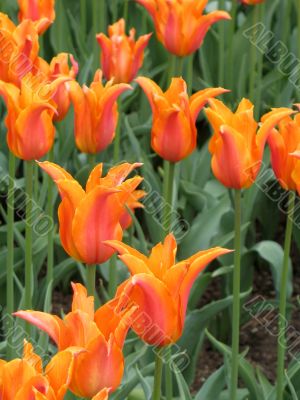 Tulips