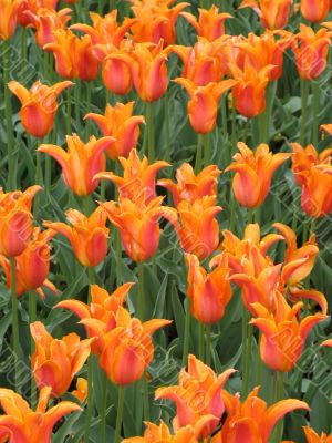 Tulips