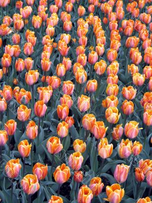 Tulips