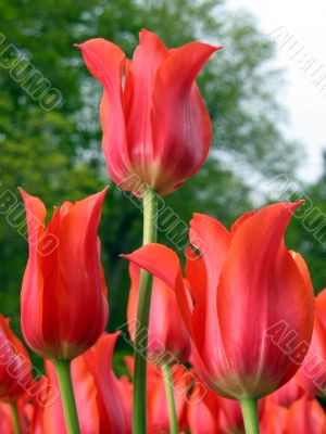 Tulips