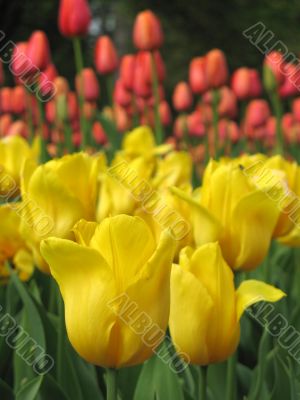 Tulips