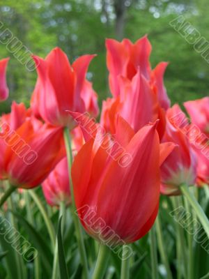 Tulips
