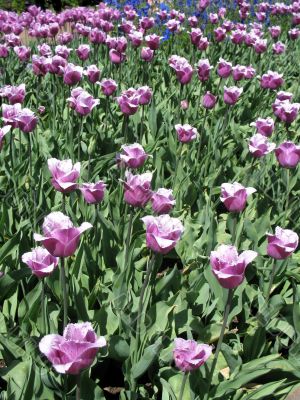 Tulips