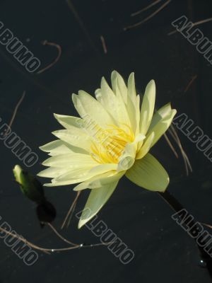 Water lily