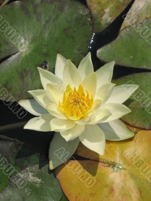 Water lily