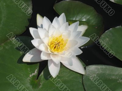 Water lily