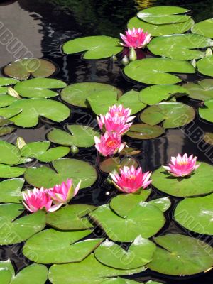 Water lilies