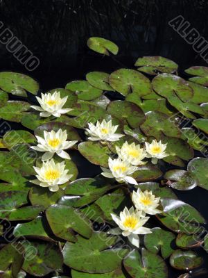 Water lilies