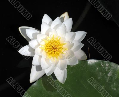 Water lily