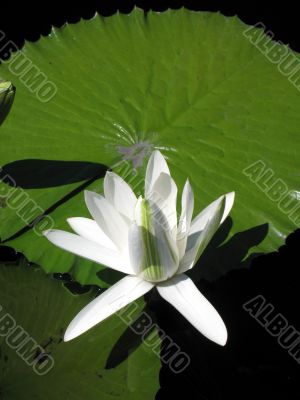 Water lily