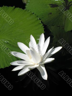 Water lily