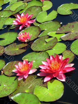Water lilies