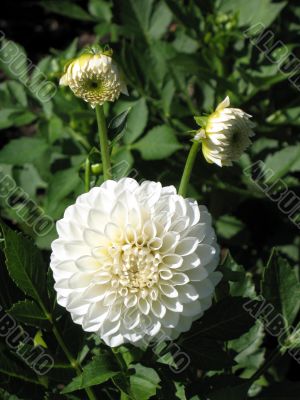 Dahlia