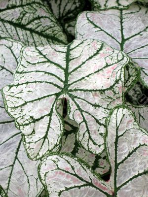 Caladium