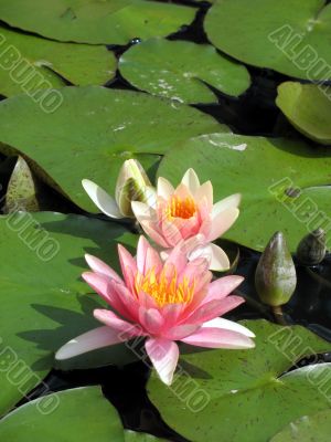 Water lilies