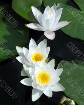 Water lilies