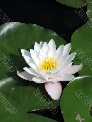 Water lily