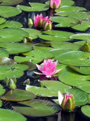 Water lilies