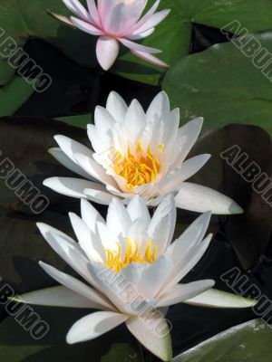 Water lilies