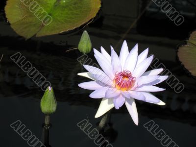 Water lily