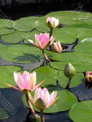 Water lilies