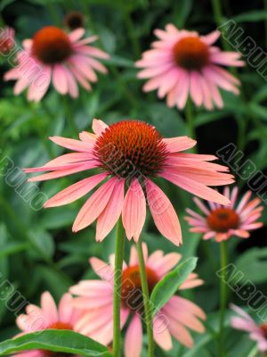 Coneflowers