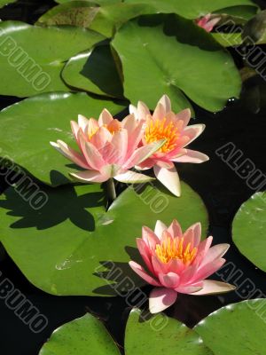 Water lilies