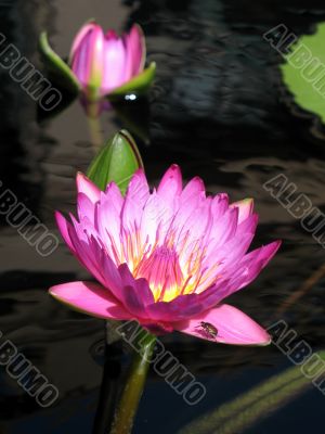 Water lilies