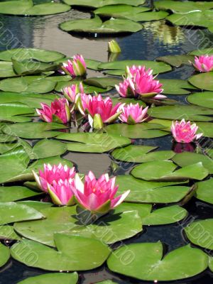 Water lilies