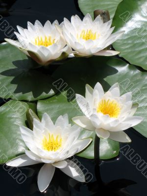Water lilies