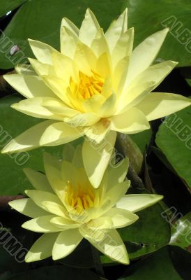 Water lilies