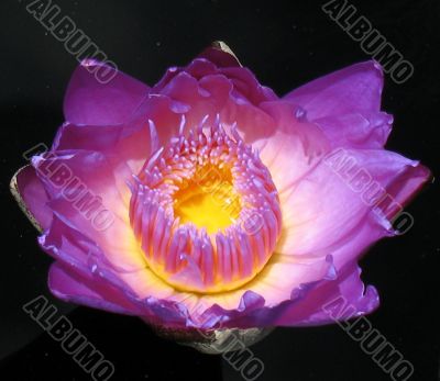 Water lily