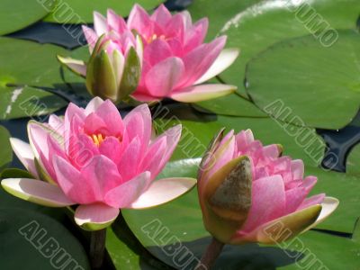 Water lilies