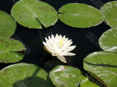 Water lily