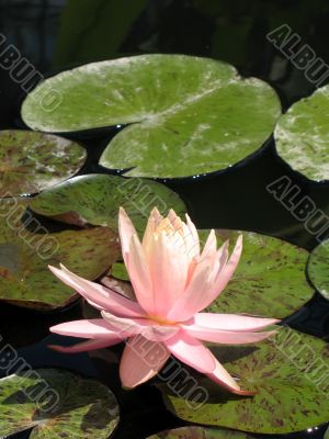 Water lily