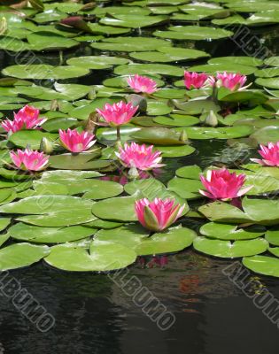 Water lilies