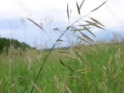 young grass in spring field