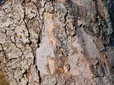 Brown-grey bark with blue moss