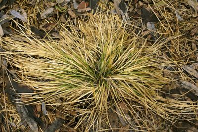 Hairs of spring.
