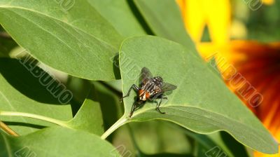Sleepy fly.