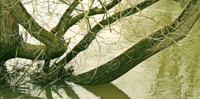 Old willows.