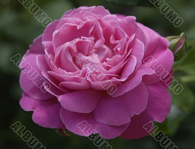 `Mary Rose` rose flower