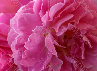 `Mary Rose` rose close-up