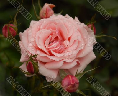 `Poesie` rose