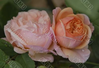 `Charles Austin` roses