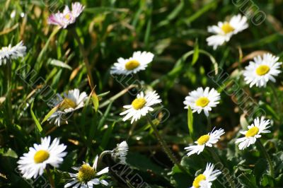 spontaneous flowers